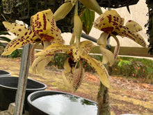 Load image into Gallery viewer, Stanhopea Grad night ‘Let’s party ‘ AM / AOS - original division - rare
