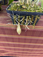 Load image into Gallery viewer, Stanhopea Nina Rach x ecornuta in spike

