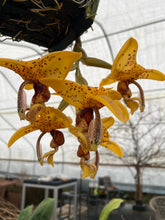 Load image into Gallery viewer, Stanhopea insignis x jenishiana , , 2 spikes awesome cross
