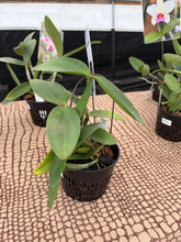 Load image into Gallery viewer, Special drop : Cattleya (C.) amethystoglossa aurea ‘Santa Missa’ , deepest saturation aurea!
