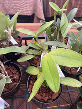 Load image into Gallery viewer, Cattleya amethystoglossa alba ‘Lorena ‘ x BV
