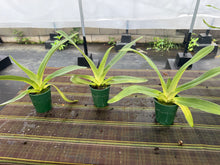Load image into Gallery viewer, Paphiopedilum kolopakingii x Paul Parks , 5” pot

