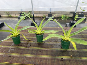 Paphiopedilum kolopakingii x Paul Parks , 5” pot