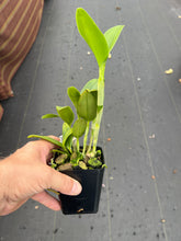 Load image into Gallery viewer, C . leopoldii f . alba ‘Diamond orchids ‘ AM x self , (treated )
