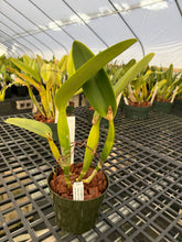 Load image into Gallery viewer, Cattleya Labiata s/a Shogun ‘s waterfall Lip ‘AM and CCM , original div virus free
