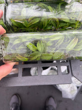 Load image into Gallery viewer, Orchid flask: Rlc . Odin Sapphire

