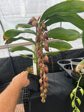 Load image into Gallery viewer, Cycnoches cooperi ‘Dark swan ‘ x ‘Dark chocolate ‘ in spike male flowers( collection plant )
