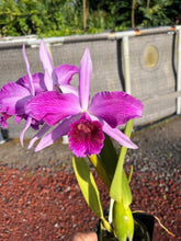 Load image into Gallery viewer, C . purpurata flamea ‘Fire Storm ‘, back bulb division in bloom , superb , select
