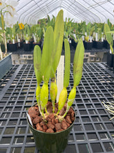 Load image into Gallery viewer, Cattleya (C.) purpurata flamea rubra ‘ Shogun ‘s June Happiness ‘, original division !

