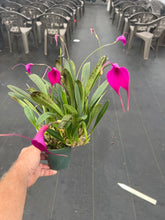 Load image into Gallery viewer, Masdevallia Georgian Franczyk ‘Purple Gem ‘AM , original division
