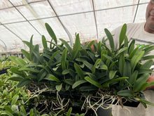 Load image into Gallery viewer, Rlc . Siam Paradise ‘ Lemon Field ‘ plug trays 72
