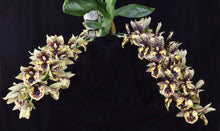 Load image into Gallery viewer, Catasetum (Ctsm .) Dark Odyssey ‘SVO and ShogunHawaii synergy ‘FCC /AOS of 90 points

