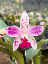 Load image into Gallery viewer, Special drop : Cattleya ( C.) amethystoglossa flamea ‘Rarity ‘, very select special plant
