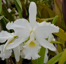 Load image into Gallery viewer, C. warscewiczii alba (‘New horizon ‘ x ‘’Kathleen ‘)
