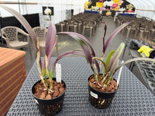Load image into Gallery viewer, Rby. TLDC Divine Phoenix ‘Pterodactyl’, 6” net pot in spike
