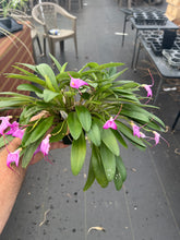Load image into Gallery viewer, Masdevallia Rose-Marie ‘Okika’, division of non awarded plant , generous divisions in bloom
