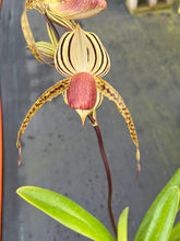 Load image into Gallery viewer, A-10 Paph. Lady Isobel SH1782
