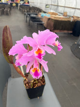 Load image into Gallery viewer, Cattleya (C. ) jenmannii ‘Pacaraima ‘ x self , one of a kind seedling
