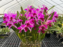 Load image into Gallery viewer, C. Purpurata ( sanguinea c rubra) x rubra ‘Shogun ‘s Fire
