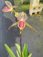 Load image into Gallery viewer, A5- Paph . Lady Isobel SH1786
