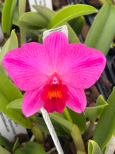 Load image into Gallery viewer, Rlc . Arnie’s Life ‘Humungous’ x Slc . Virginia Dickey ‘Diamond orchids ‘
