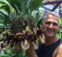 Load image into Gallery viewer, Stanhopea nigroviolacea ‘The Predator’ FCC/AOS
