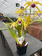 Load image into Gallery viewer, A1- Cattleya tenebrosa fma. aurea ‘Walton grange ‘ FCC x self
