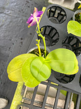 Load image into Gallery viewer, Phalaenopsis (Penang Jewel x (Yaphon super Jaguar Sanera) x Yaphon Blue bird, one of a kind seedling
