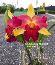 Load image into Gallery viewer, Compot: Rlc. Amazing Thailand ‘Red Star ‘
