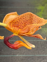 Load image into Gallery viewer, Coryhopea ImaginationsAM/AOS, 4 inch pot divisions
