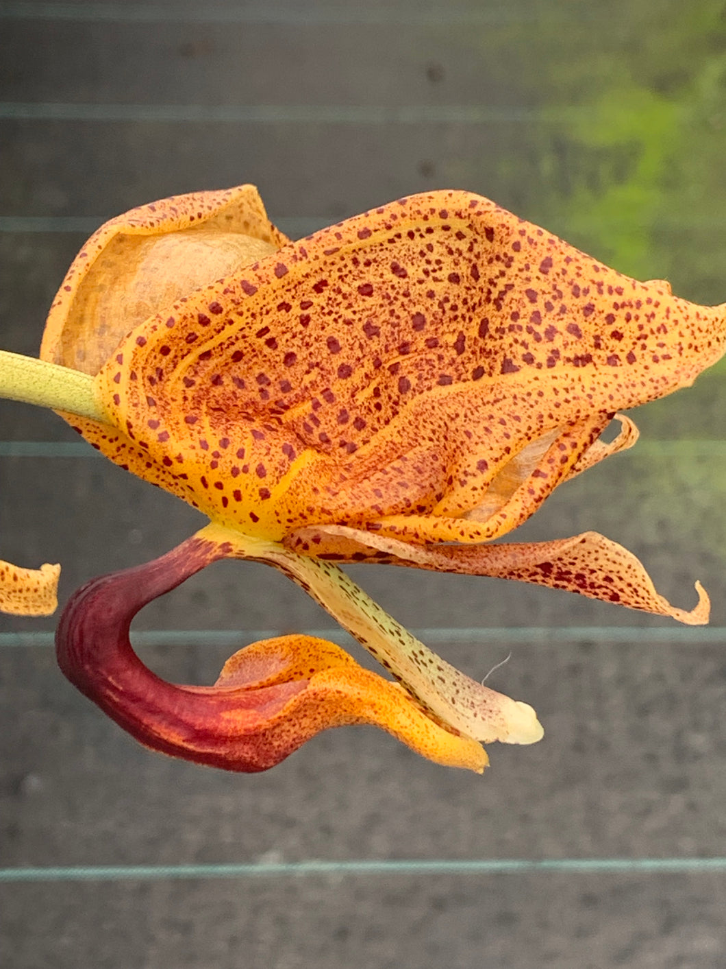 Coryhopea ImaginationsAM/AOS, 4 inch pot divisions