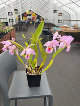 Load image into Gallery viewer, Cattleya(C.) jenmannii ‘Pacaraima ‘ x self , big seedling three spikes
