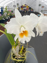 Load image into Gallery viewer, Rlc . White Eagle ‘Eagle King ‘, 5 inch original division of
