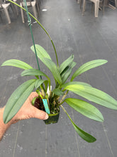 Load image into Gallery viewer, Masdevallia OBrien’s Passion ‘ only one ‘ FCC/AOS , stunning hybrid divisions
