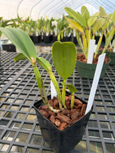 Load image into Gallery viewer, Rlc . Hisako Song ‘Shogun’s Extreme velvet ‘, select seedling of our own breeding , mesmerizing color
