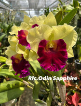 Load image into Gallery viewer, Orchid flask: Rlc . Odin Sapphire
