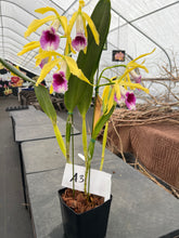 Load image into Gallery viewer, A3- Cattleya tenebrosa fma.aurea ‘Walton Grange ‘ FCC x self
