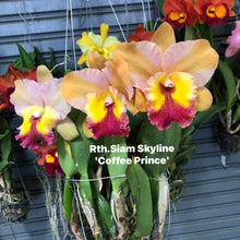 Load image into Gallery viewer, 100 x Cattleya clones plugs 10 varieties
