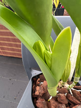 Load image into Gallery viewer, Rlc . Siam Pacific delight ‘Shogun ‘s Miracle ‘ AM , original division in double spike
