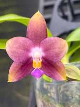 Load image into Gallery viewer, Phalaenopsis (Penang Jewel x ( Yaphon super Jaguar x Samera) x Mituo golden tiger ‘White Tiger’, one of a kind awesome seedling
