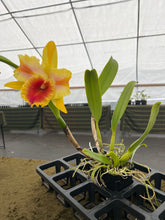 Load image into Gallery viewer, 180- Rlc . Amazing Thailand ‘Gold Star’ in flower
