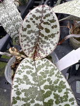 Load image into Gallery viewer, Phalaenopsis schilleriana ‘bold spots ‘, stunner !
