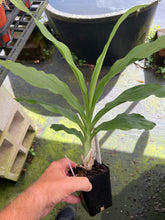 Load image into Gallery viewer, Ctsm . pileatum ‘KG’s El Supremo’ AM x sib . ‘Diner plate ‘
