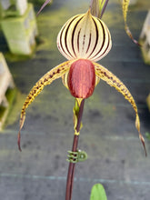 Load image into Gallery viewer, A1- Paph . Lady Isobel SH1786
