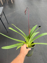 Load image into Gallery viewer, Paphiopedilum Genevieve Booth x anitum
