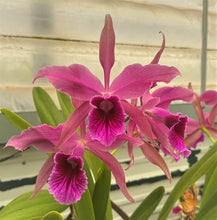 Load image into Gallery viewer, C. Pacavia ( purpurata x tenebrosa) 4” pots blooming size
