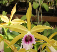 Load image into Gallery viewer, C. Tenebrosa ‘Don Brown ‘ x tenebrosa aurea ‘Golden delight ‘
