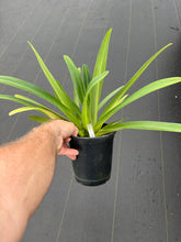 Load image into Gallery viewer, Paphiopedilum Lyro Blackhawk x rothschildianum ‘EXB’
