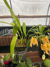 Load image into Gallery viewer, Coryanthes elegantinum x sib . In spike full
