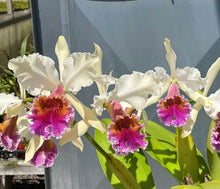 Load image into Gallery viewer, C . Triumphans ‘John Stanton ‘ x self
